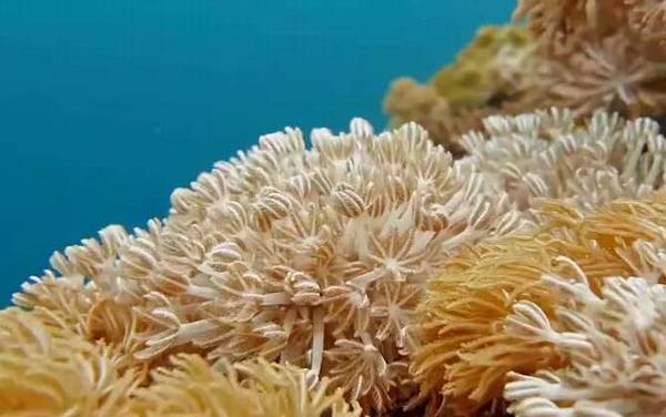 珊瑚虫属于什么动物?