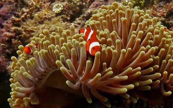 珊瑚虫属于什么动物?