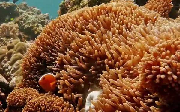 珊瑚虫属于什么动物?