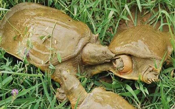 水鱼是什么动物?