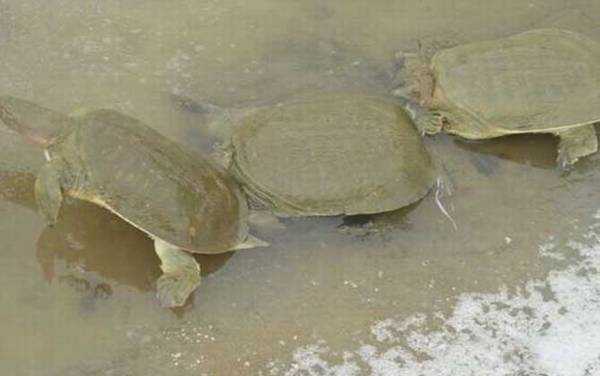 水鱼是什么动物?