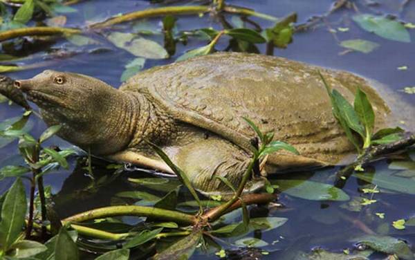 水鱼吃什么食物?