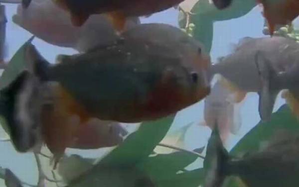 食人鱼是什么鱼?