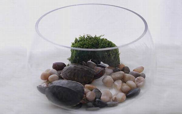 金鱼缸效应是什么意思?