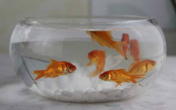 金鱼缸效应是什么意思?