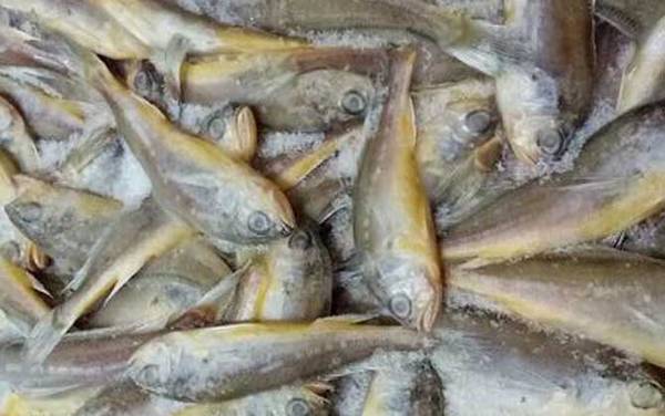 黄花鱼是什么鱼?