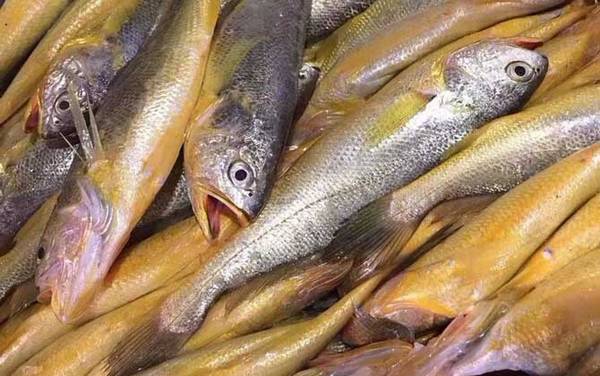 黄花鱼价格多少钱一斤?