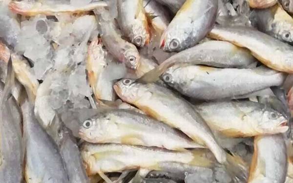 黄花鱼价格多少钱一斤?