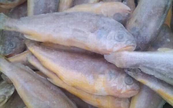 黄花鱼价格多少钱一斤?