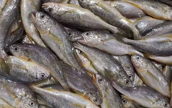 大黄鱼是什么鱼?