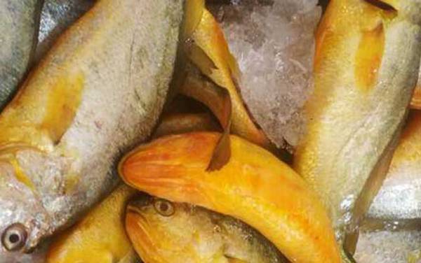 大黄鱼是什么鱼?