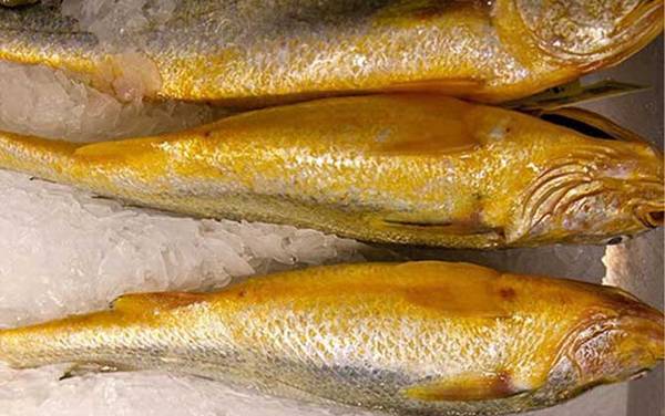 大黄鱼价格多少钱一斤?