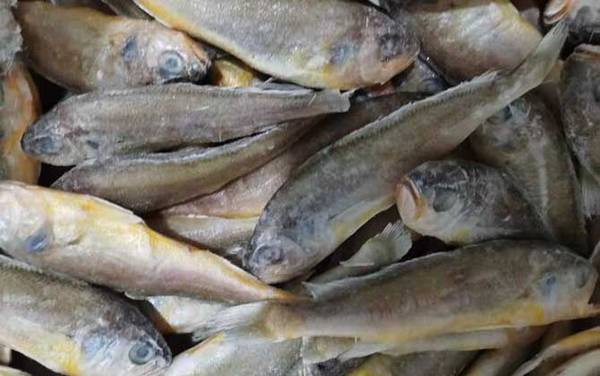 大黄鱼价格多少钱一斤?