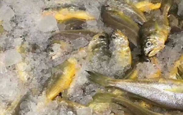 小黄鱼是什么鱼?