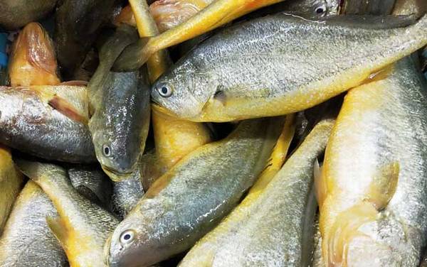 小黄鱼是什么鱼?