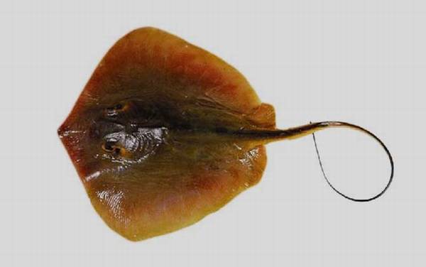 赤魟鱼是什么鱼?