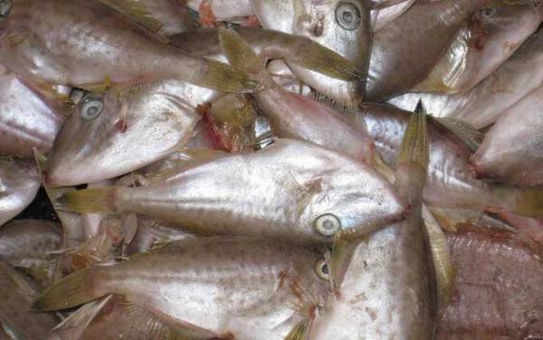 耗儿鱼是什么鱼?