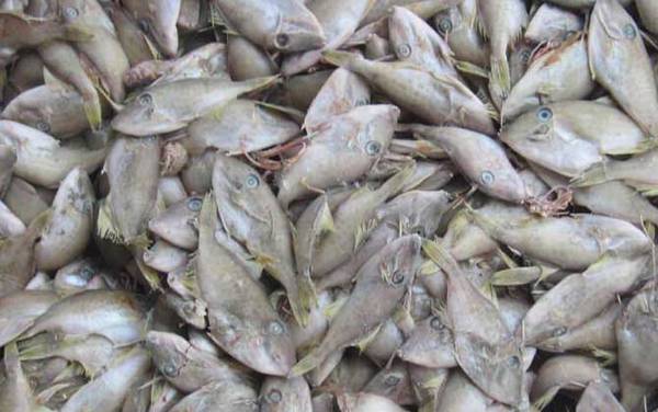 耗儿鱼价格多少钱一斤?