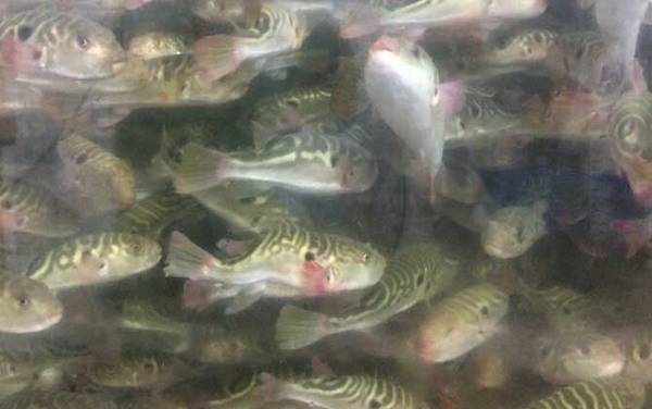 河豚价格多少钱一斤?