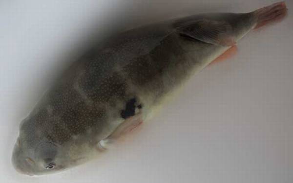 河豚价格多少钱一斤?