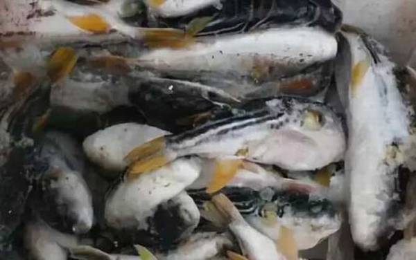 河豚价格多少钱一斤?