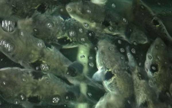 河豚价格多少钱一斤?