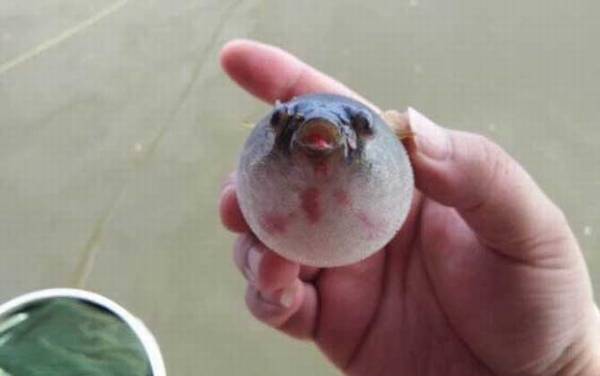 河豚价格多少钱一斤?