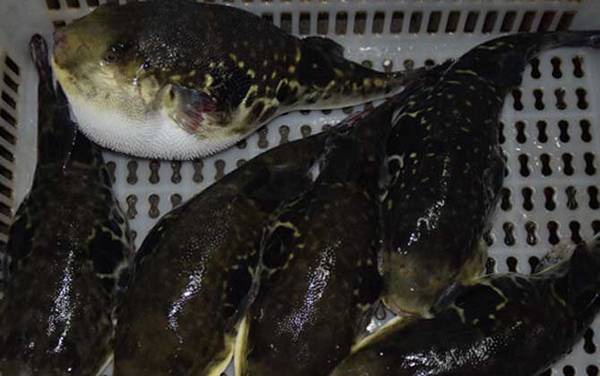 河豚产地在哪里?