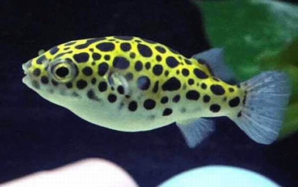 绿河豚是什么鱼?