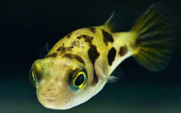 绿河豚是什么鱼?