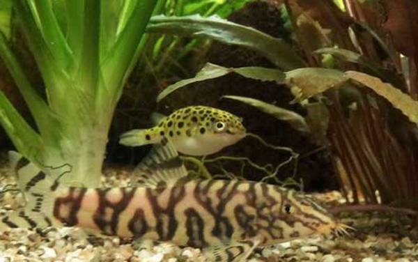 绿河豚是什么鱼?