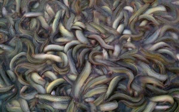 泥鳅真的有灵性吗?