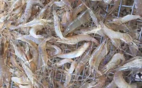 河虾是什么动物?