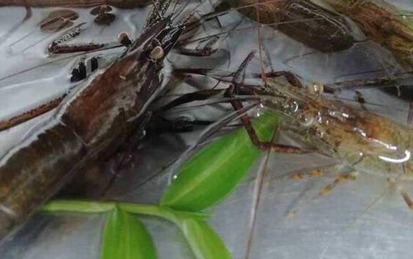 河虾吃什么食物?