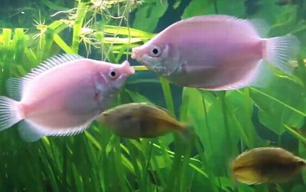 接吻鱼价格多少钱一对?