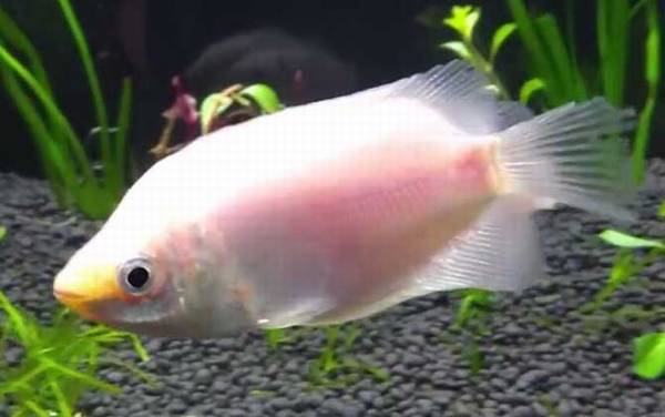 接吻鱼价格多少钱一对?