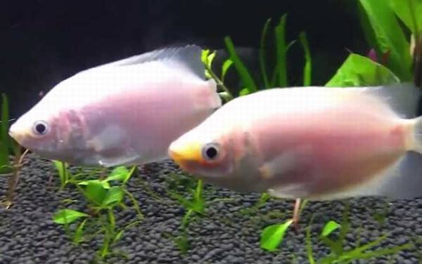 接吻鱼价格多少钱一对?