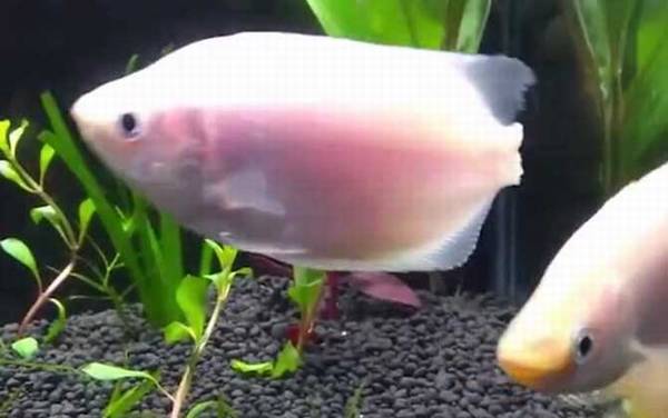 接吻鱼价格多少钱一对?