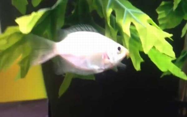 接吻鱼为什么一动不动?