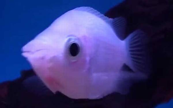 接吻鱼为什么一动不动?