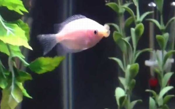 接吻鱼为什么一动不动?