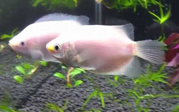 接吻鱼为什么一动不动?