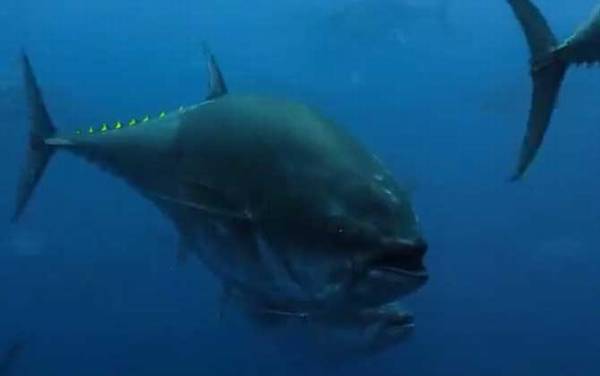 金枪鱼是什么鱼?