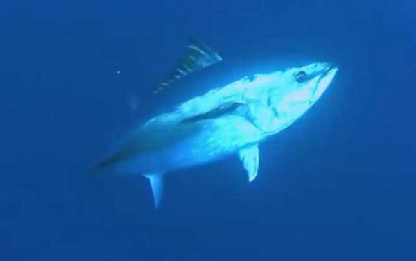 金枪鱼是什么鱼?