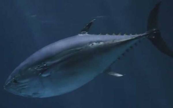 金枪鱼是什么鱼?