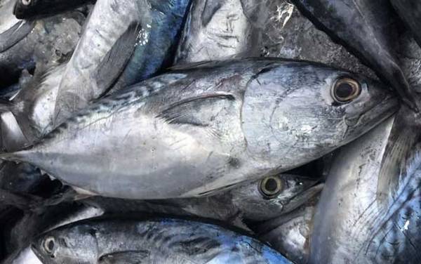 金枪鱼价格多少钱一斤?