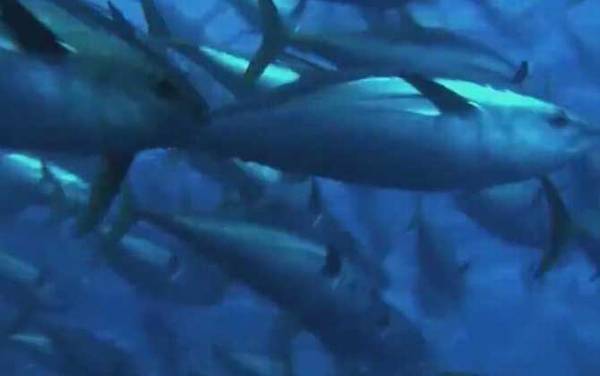 金枪鱼价格多少钱一斤?