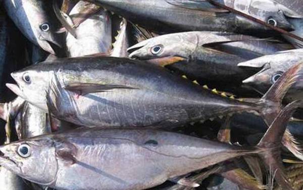 金枪鱼价格多少钱一斤?