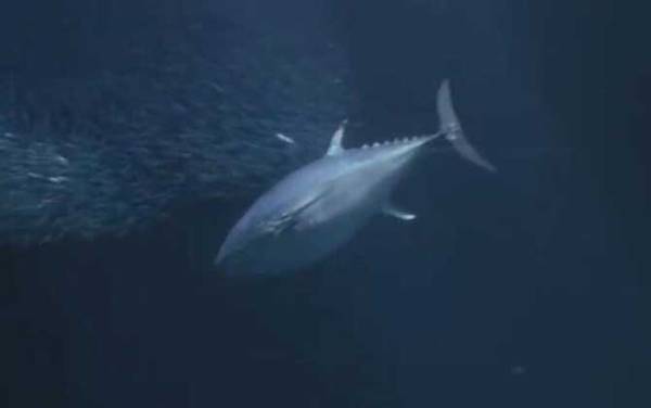 金枪鱼价格多少钱一斤?