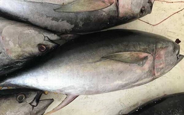 金枪鱼价格多少钱一斤?